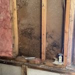 Mold Remediation in Northfield, MN