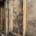 Mold Remediation in Northfield, MN