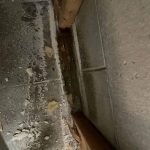 Mold Remediation in Northfield, MN